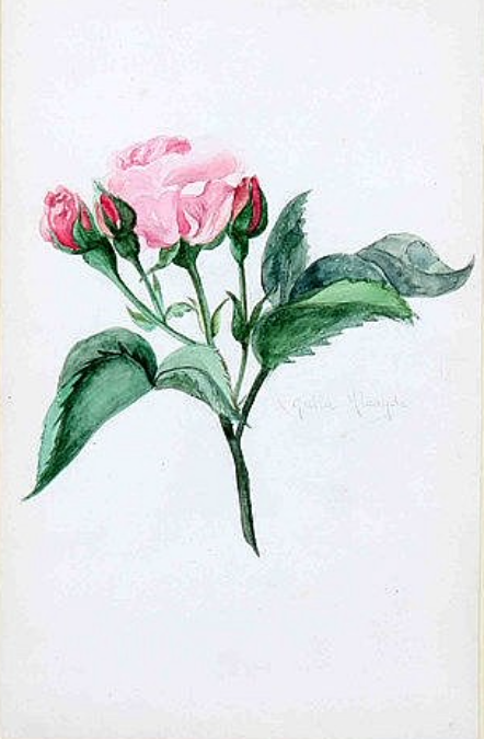 Rosas