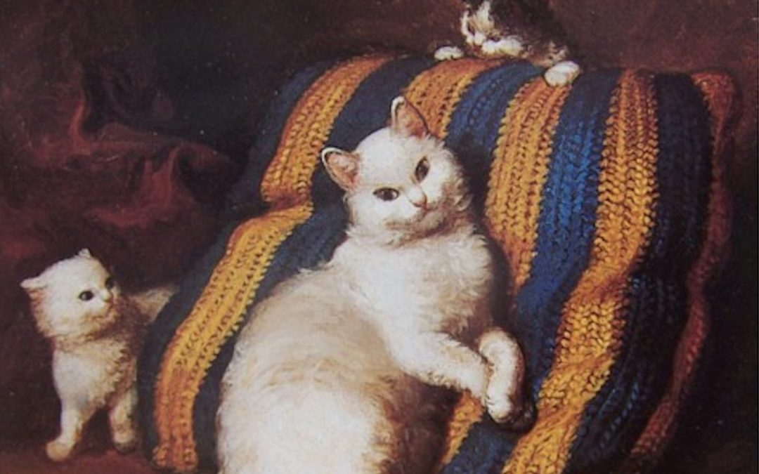 Gatos